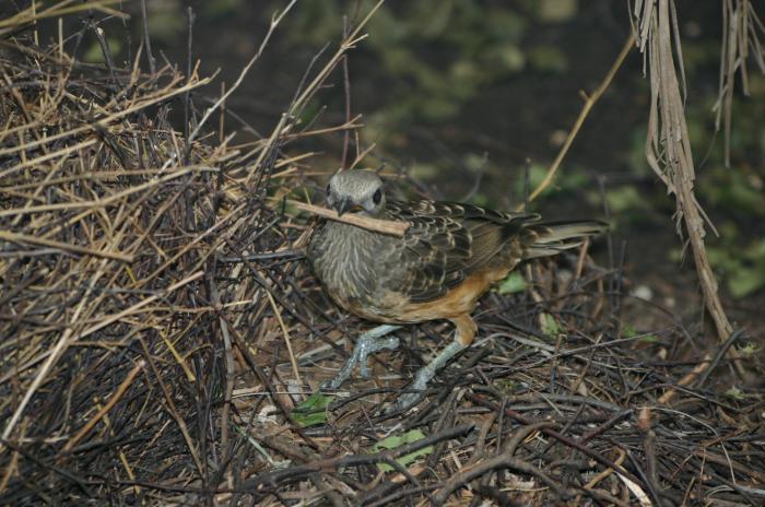http://www.biolib.cz/IMG/GAL/33065.jpg
