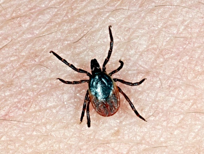 Ixodes ricinus - klíště obecné