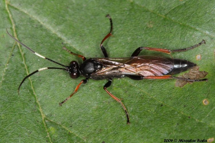 Stenichneumon culpator