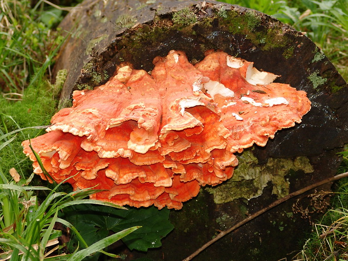 Laetiporus montanus - sírovec horský