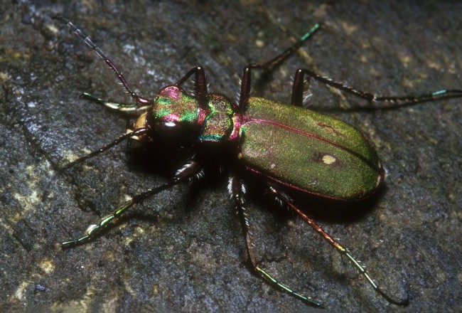 Cicindela campestris - svižník polní