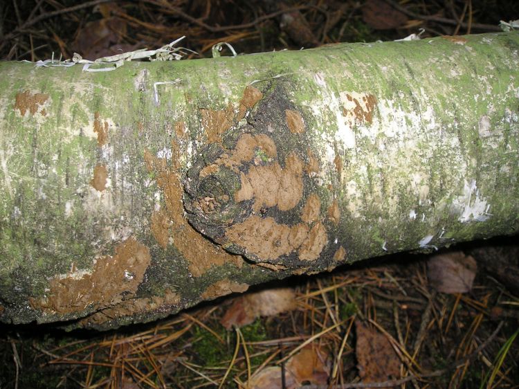Phellinus contiguus - ohňovec dotýkavý