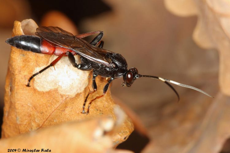 Stenichneumon culpator