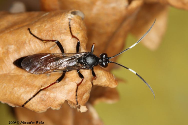 Stenichneumon culpator