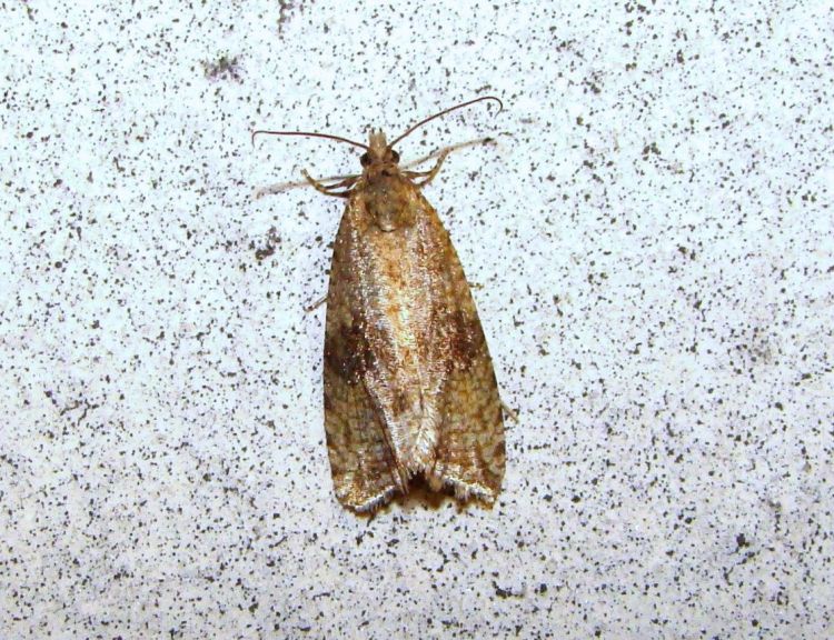 Celypha striana - obaleč pampeliškový