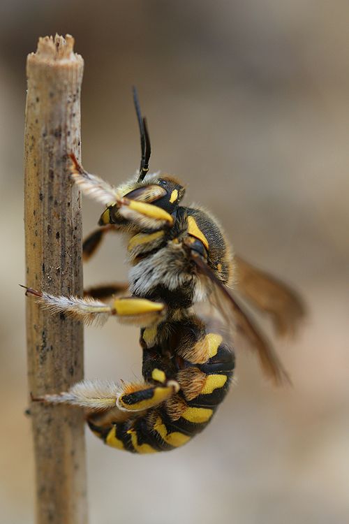 Anthidium florentinum