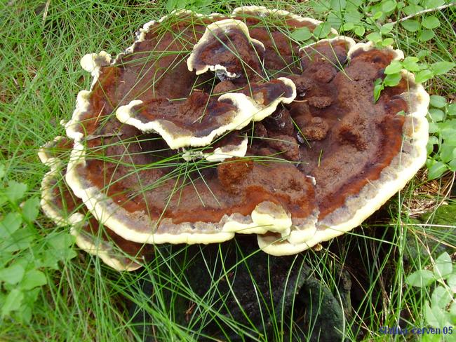 Phaeolus schweinitzii - hnědák Schweinitzův