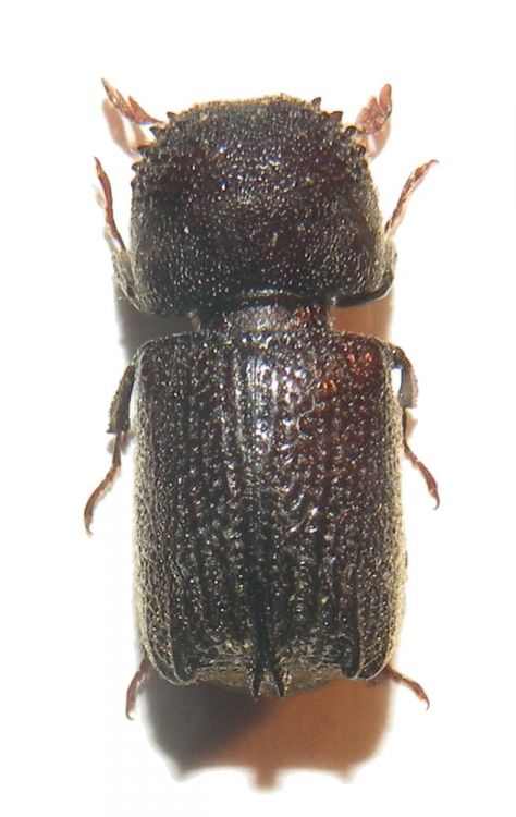 Sinoxylon crassum