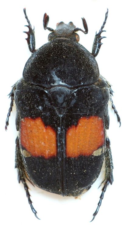Gametis jucunda var. amurensis