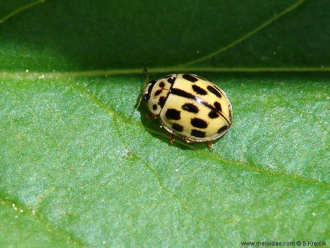 Propylea quatuordecimpunctata var. suturalis - slunéčko čtrnáctitečné