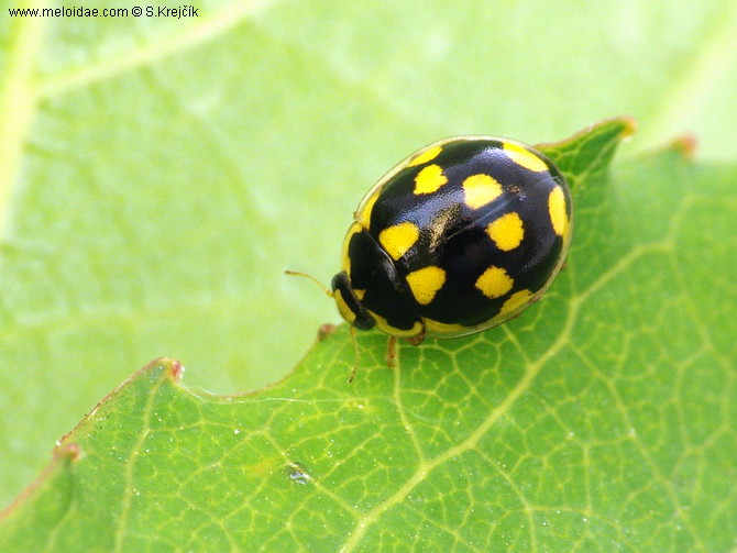 Propylea quatuordecimpunctata var. perlata - slunéčko čtrnáctitečné