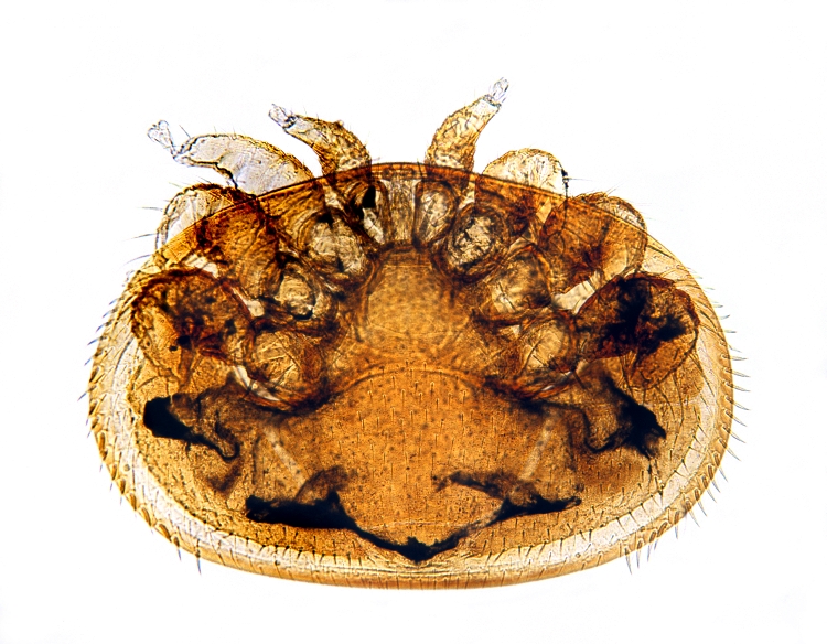 Varroa destructor - kleštík včelí