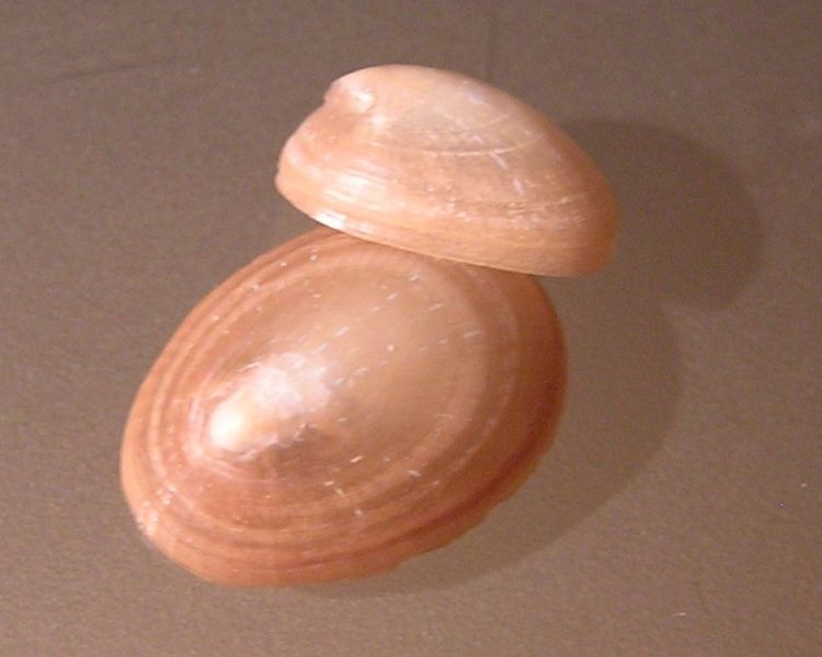 Patella pellucida - Blue-rayed limpet