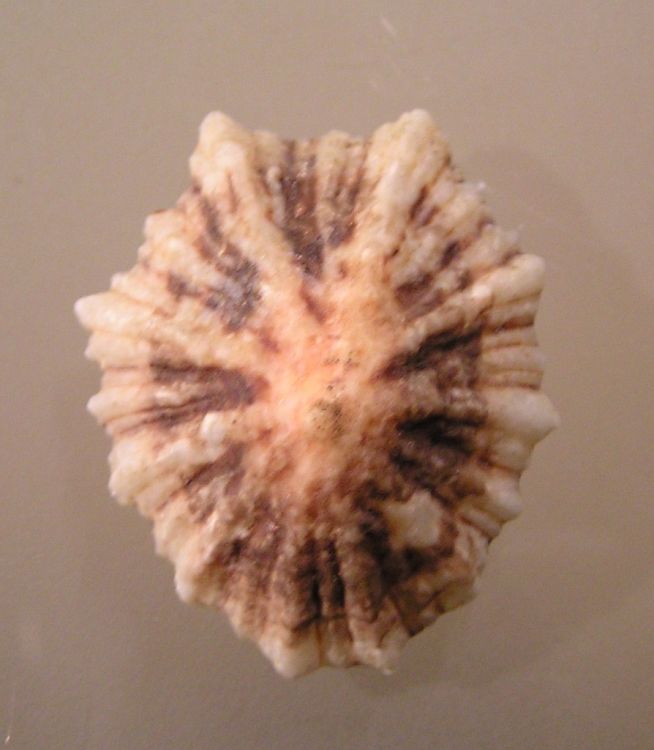Patella depressa