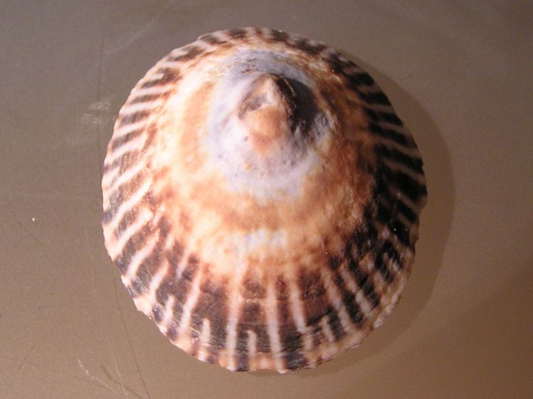 Lottia persona