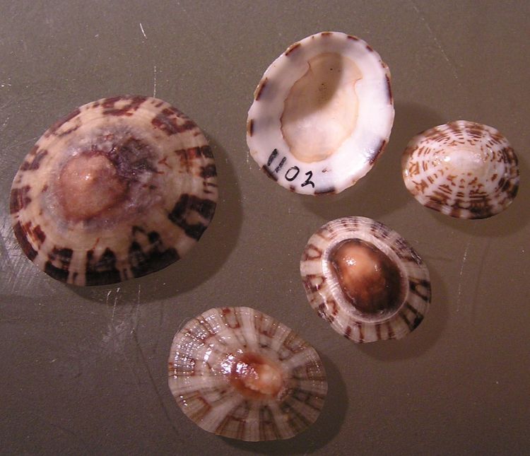 Lottia pelta