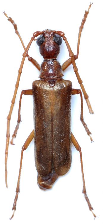 Vesperus bolivari