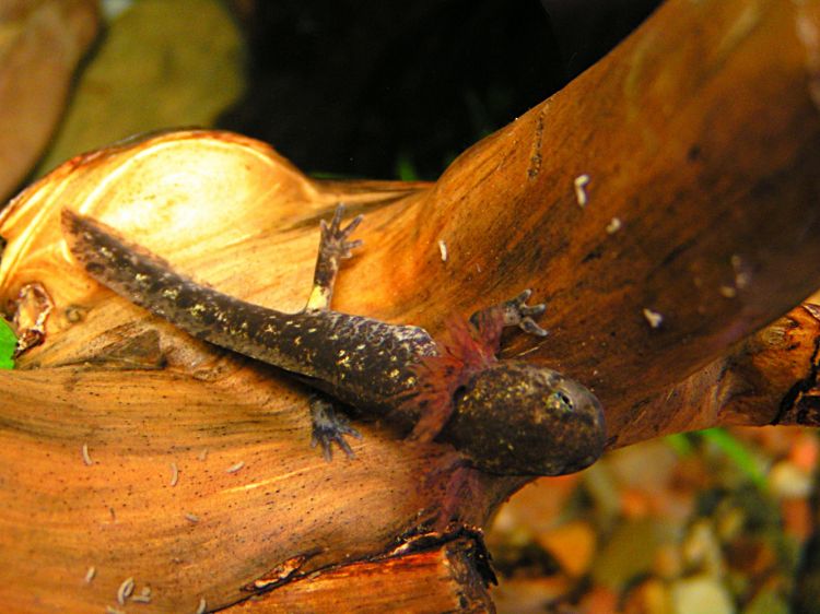 Salamandra salamandra - mlok skvrnitý