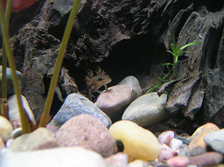 Salamandra salamandra - mlok skvrnitý