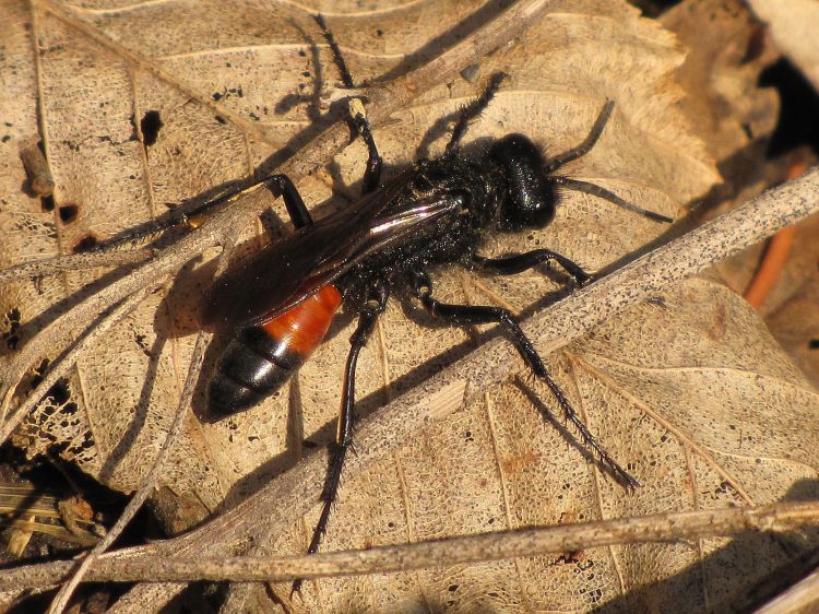 Podalonia hirsuta - kutilka chlupatá