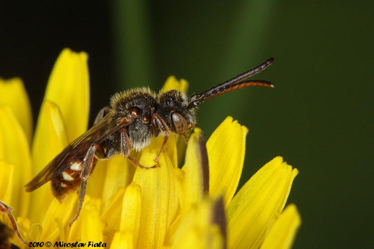 Nomada flavoguttata
