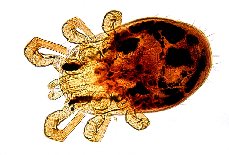 Dermanyssus gallinae - čmelík kuří