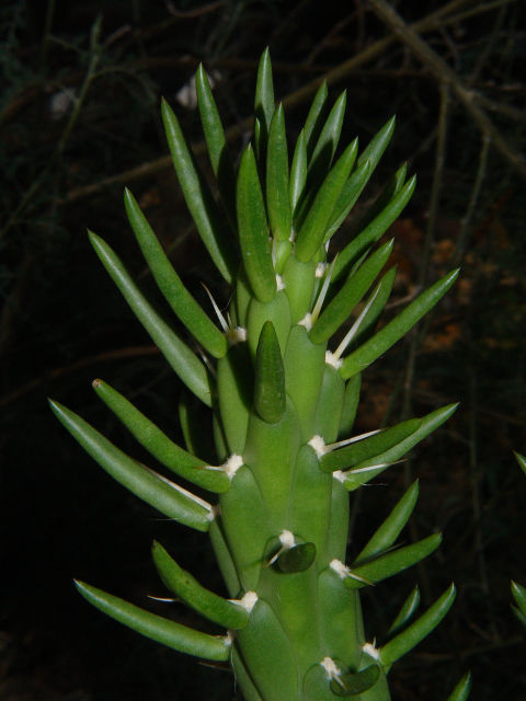 Austrocylindropuntia subulata - opuncie větevnatá