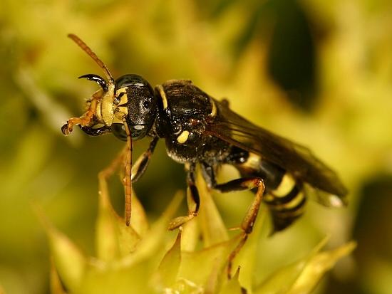 Gorytes laticinctus