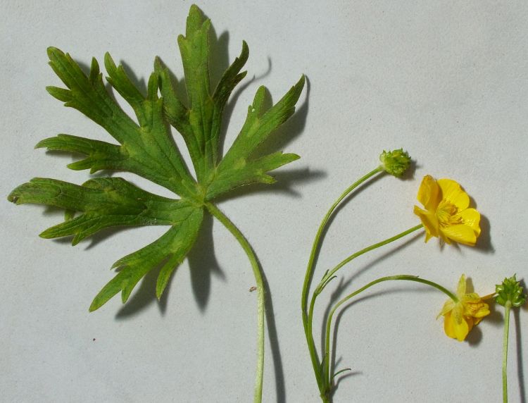 Ranunculus polyanthemos - pryskyřník mnohokvětý
