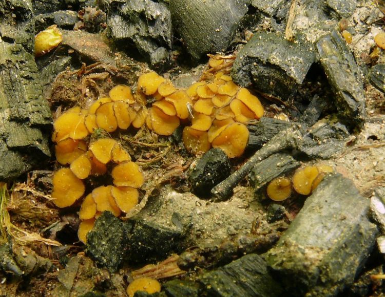 Anthracobia melaloma - spálenitka uhelná