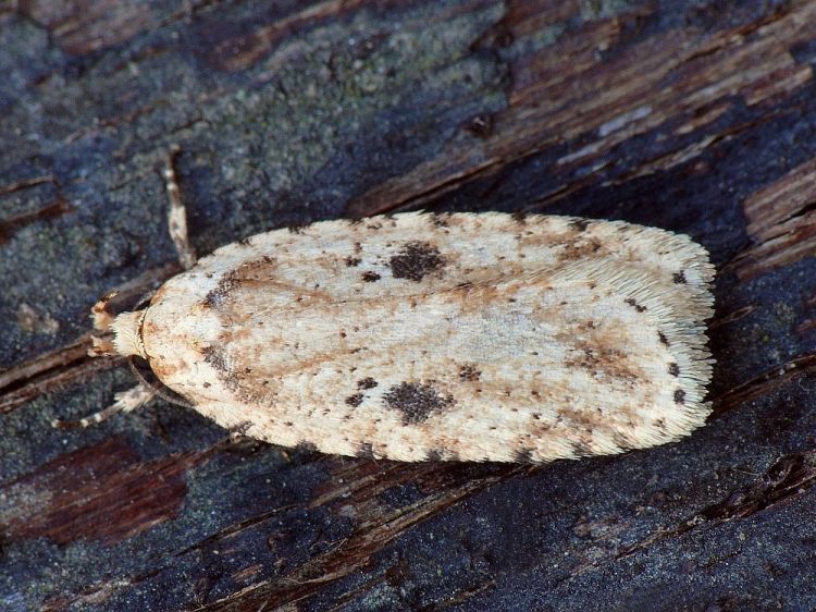 Agonopterix arenella - Brindled Flat-body