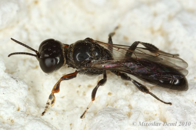 Crossocerus annulipes