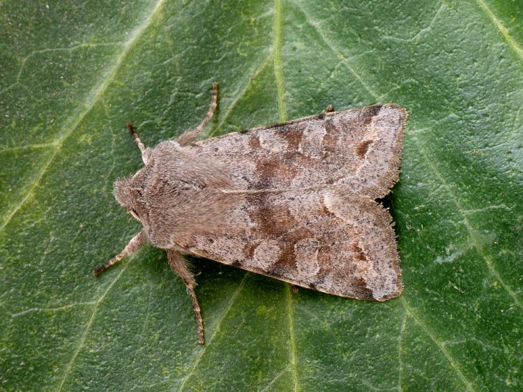 Orthosia incerta - jarnice březnová