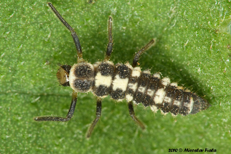 Propylea quatuordecimpunctata - slunéčko čtrnáctitečné