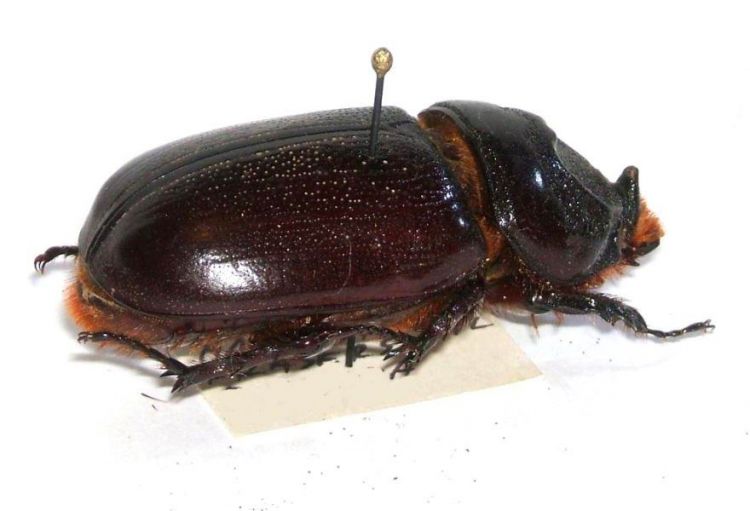 Oryctes rhinoceros