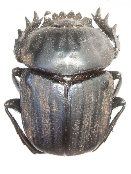 Scarabaeus lamarcki