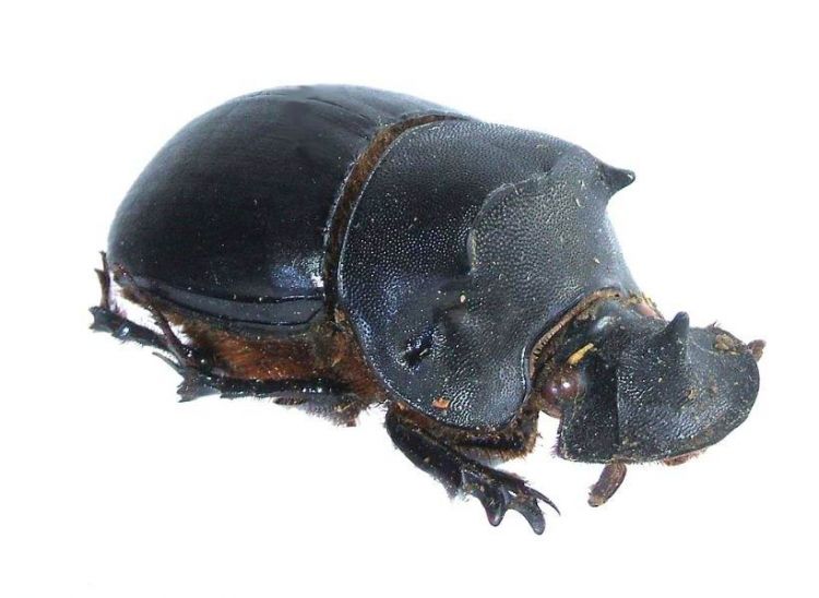 Catharsius molossus