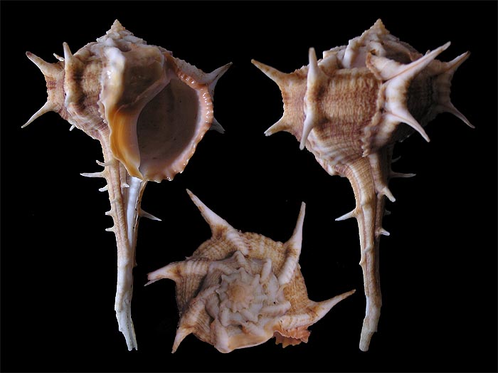 Bolinus cornutus - ostranka rohatá
