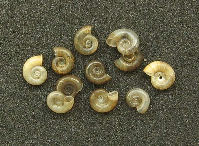Valvata cristata