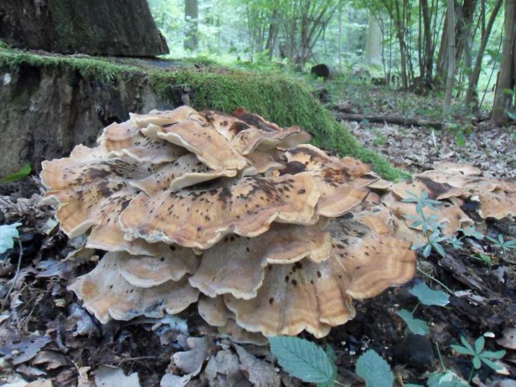 Meripilus giganteus - vějířovec obrovský