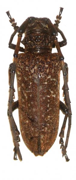 Apriona swainsoni swainsoni