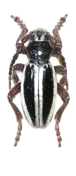 Dorcadion nitidum