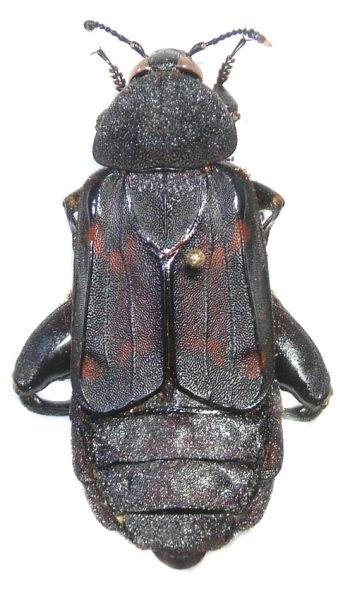Diamesus osculans