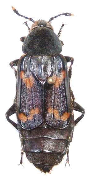 Diamesus osculans