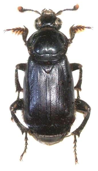 Nicrophorus humator - hrobařík černý