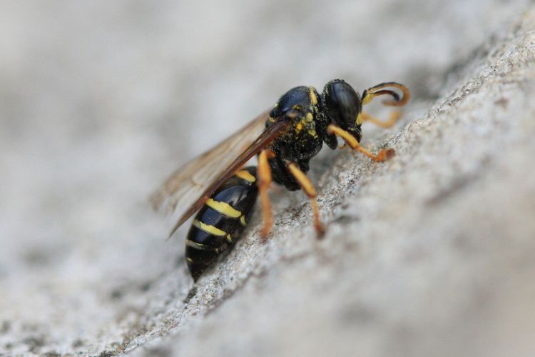 Gorytes quinquecinctus - zebřík pětipruhý