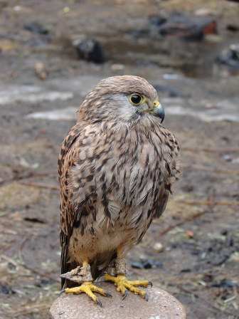 Falco tinnunculus - poštolka obecná