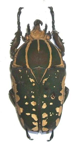 Mecynorhina confluens - zlatohlávek lemovaný