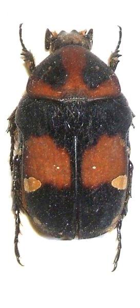 Gametis bealiae