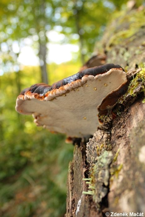 Ischnoderma resinosum